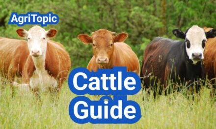 Cattle Guide: Types, Breeds And Uses