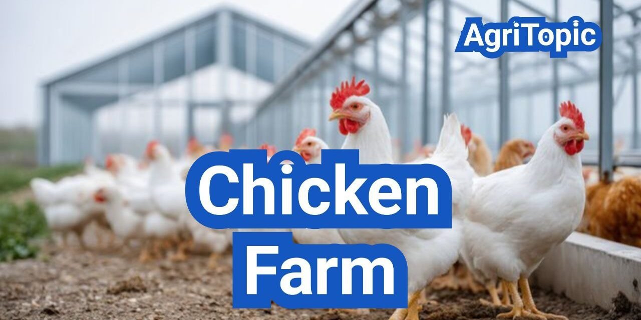 Start Your Chicken Farm: A Comprehensive Guide For Success | AgriTopic