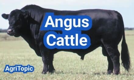 Angus Cattle Facts | Origin, Traits and Uses