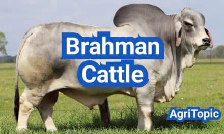 Brahman Cattle: Traits, Temperament, Uses & Heat Tolerance