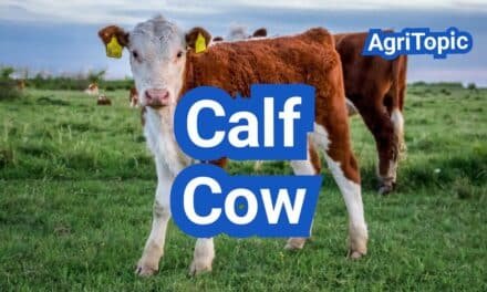 Calf Cow Meaning and Care: A Birth-to-Weaning Guide
