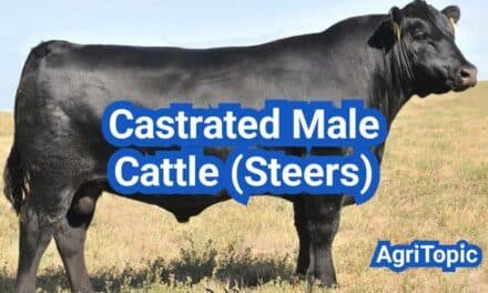 Castrated Male Cattle Definition: Steer, Uses & Benefits