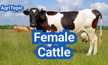 Female Cattle: Types, Breeding, Milk Production And Facts