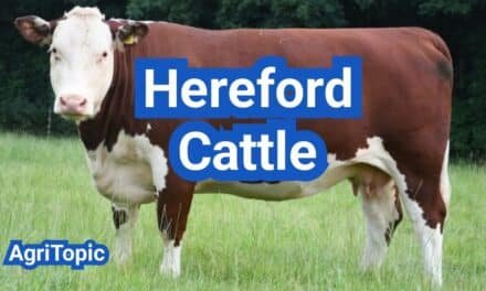 Hereford Cattle: Characteristics, Uses, Size and Pros & Cons