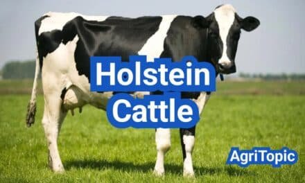 Holstein Cattle: A Practical U.S. Dairy Management Guide