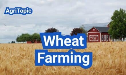 Wheat Farming Guide: Everything You Need to Know