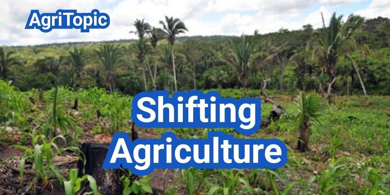 Shifting Agriculture: Regions, Climate, Crops, Pros & Cons