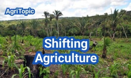 Shifting Agriculture: Regions, Climate, Crops, Pros & Cons