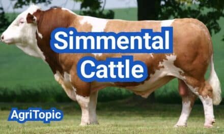 Simmental Cattle: Characteristics, Size, Weight & Uses