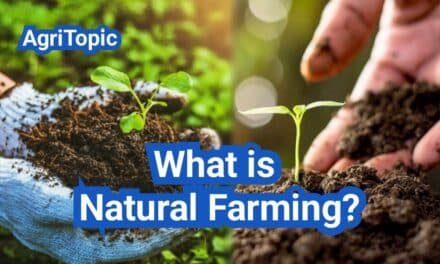 What is Natural Farming? Everything You Need to Know