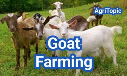 Goat Farming for Beginners: Breeding Tips and Setup Guide