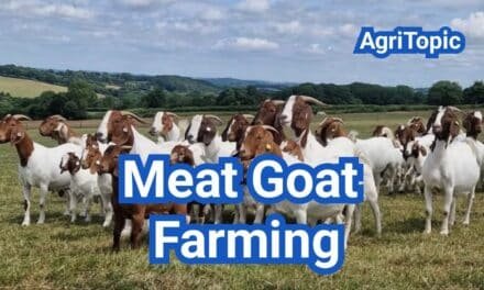 How to Start Meat Goat Farming? The Ultimate Beginners Guide