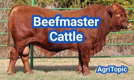 Beefmaster Cattle: Origin, Traits, Weight, Pros and Cons