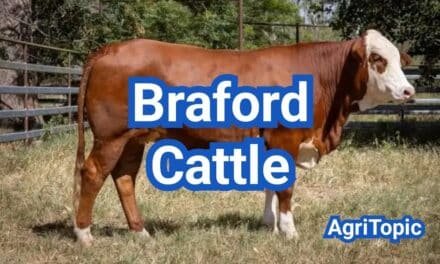 What is Braford Cattle? Hybrid Breed for Beef Production