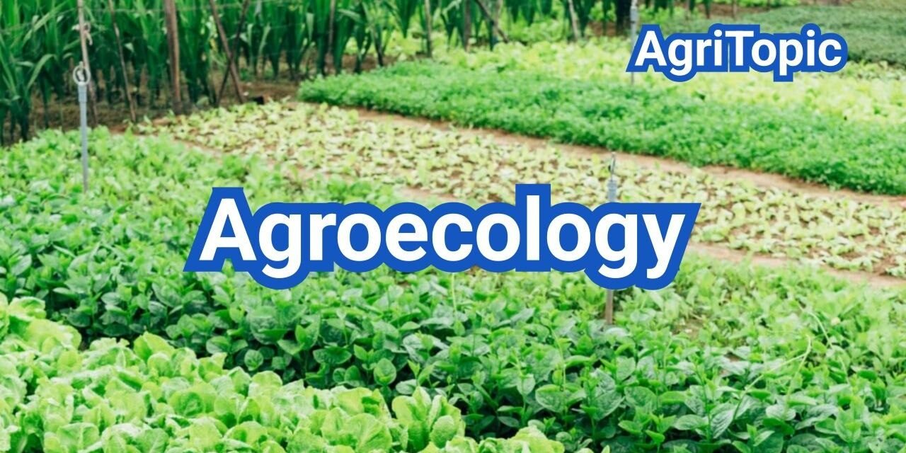 What is Agroecology? 13 principle, Practice & Soil-First Systems