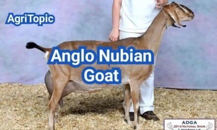 Anglo Nubian Goat: Dual-Purpose Dairy Breed Guide