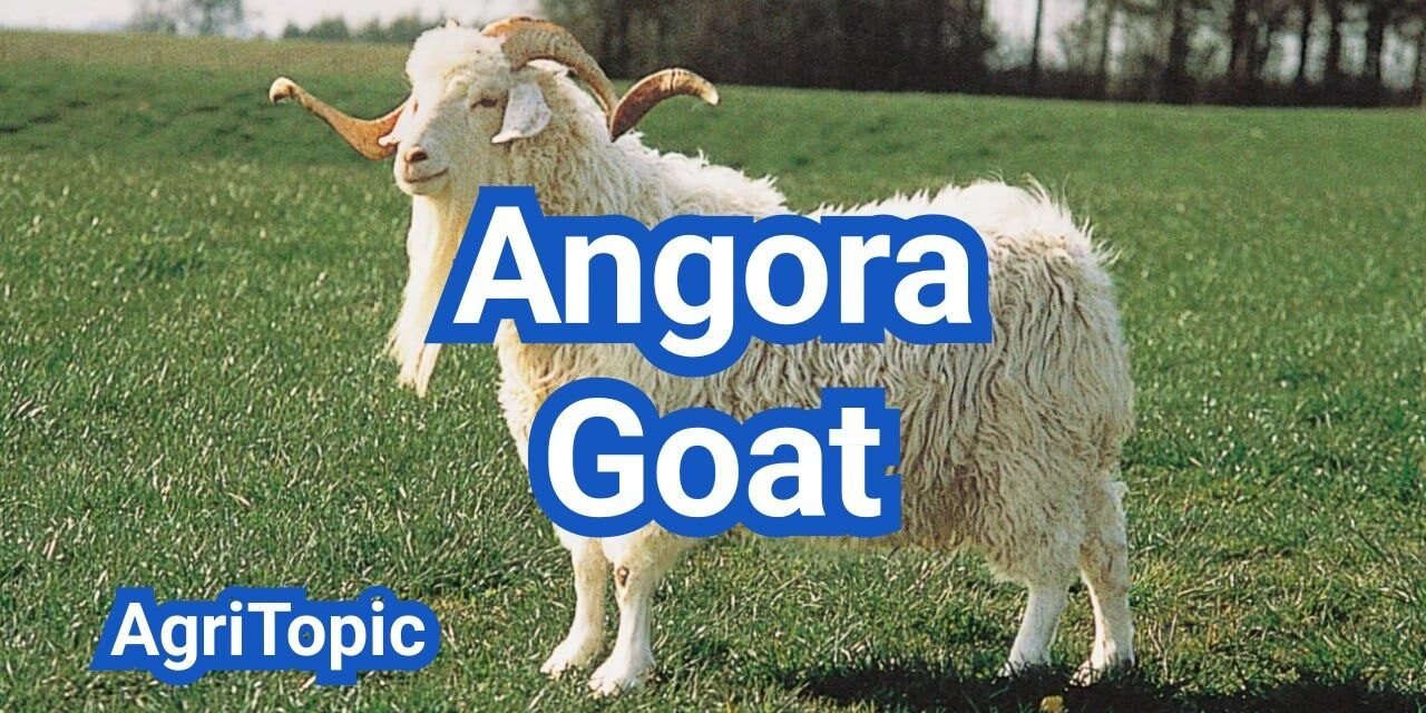 Angora Goat: Mohair Production & Fiber Goat Breed Guide