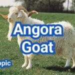 Angora Goat: Mohair Production & Fiber Goat Breed Guide