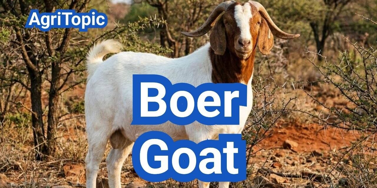 Boer Goat: Traits, Temperament and Practical Raising Guide
