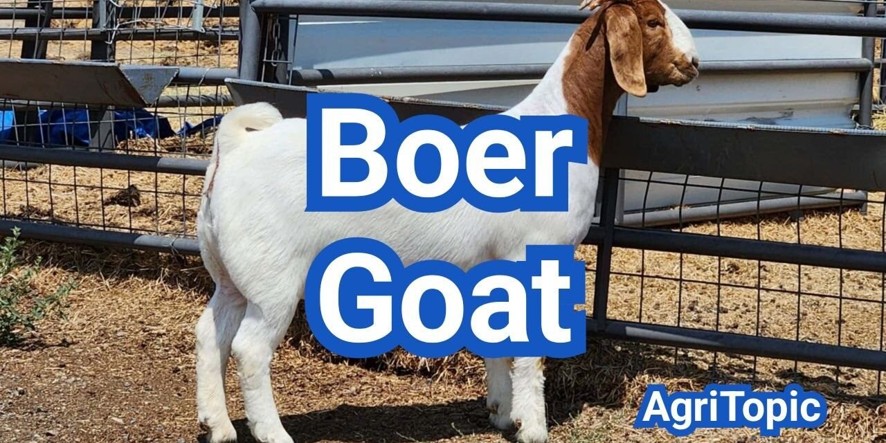 Boer Goat: Leading Meat Goat Breed Guide & Raising Tips