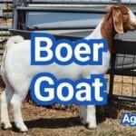 Boer Goat: Leading Meat Goat Breed Guide & Raising Tips
