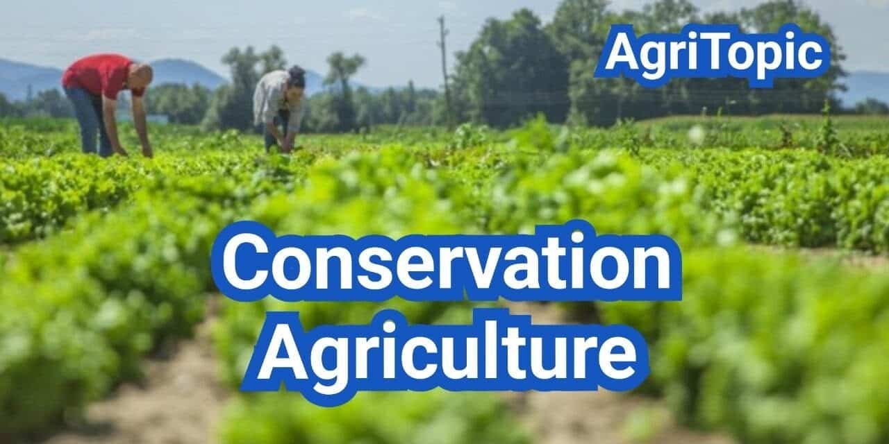 Conservation Agriculture: A Practical Field Decision Guide