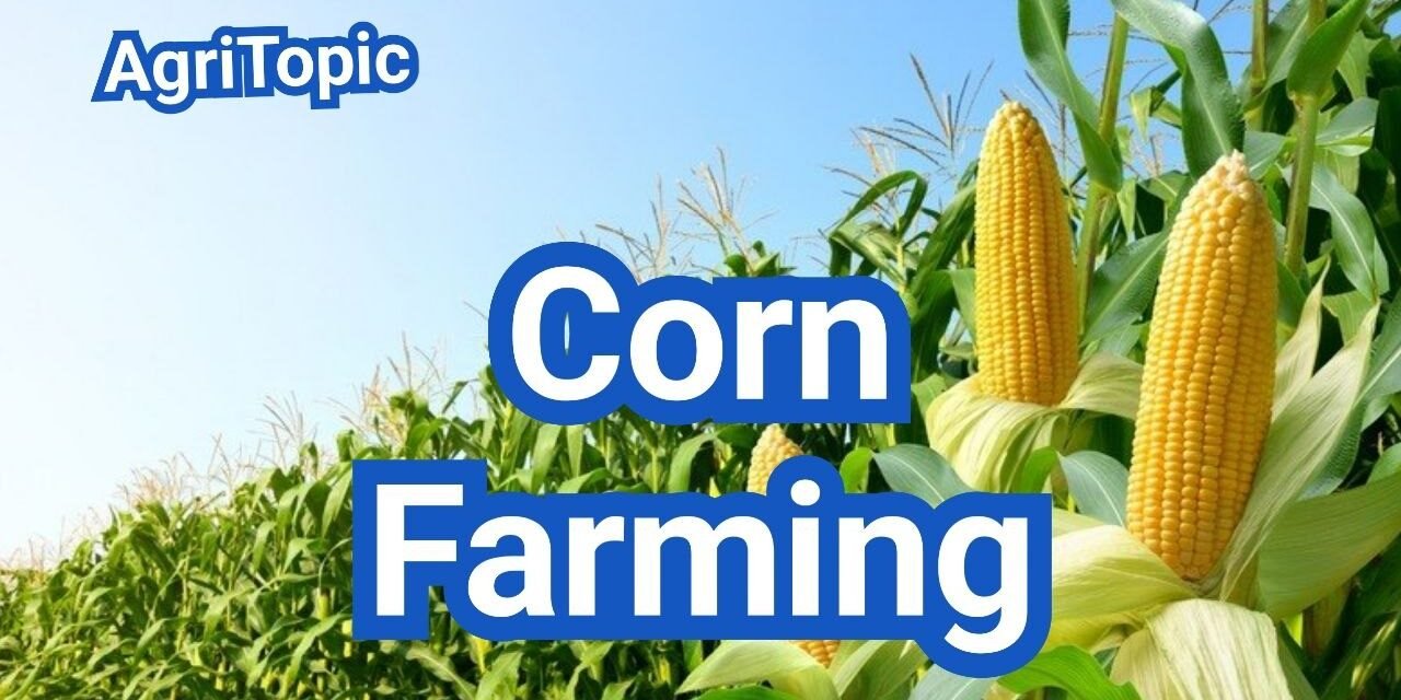 Corn Farming: Planting Windows, Populations & Harvest Timing (U.S. Guide)
