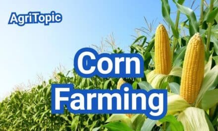 Corn Farming: Planting Windows, Populations & Harvest Timing (U.S. Guide)