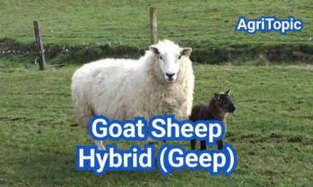 What is Goat Sheep Hybrid? Geep, Can It Happen, Fact & Myths