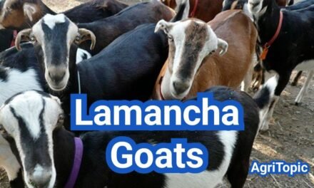 Lamancha Goats: The Perfect Dairy Breed from the U.S.