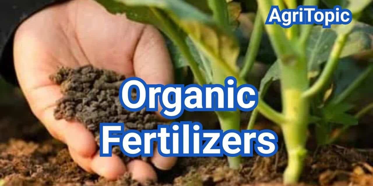 Organic Fertilizers: Definition, Types, List, Examples & Use
