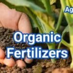 Organic Fertilizers: Definition, Types, List, Examples & Use