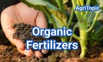 Organic Fertilizers: Types, Examples and How to Choose