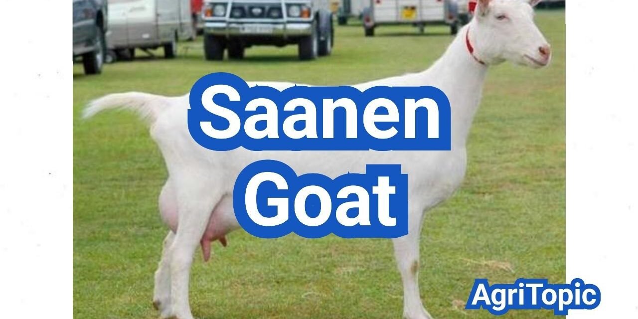 Saanen Goat: Best Dairy Goat Breed Guide & Raising Tips