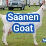 Saanen Goat: Best Dairy Goat Breed Guide & Raising Tips