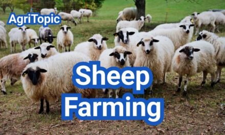 Sheep Farming for Beginners: Dairy, Meat & Wool Breeding Tips