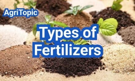 Types of Fertilizers: Everything You Need To Know