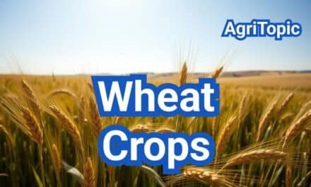 Wheat Crops: Varieties, Planting Rates & Disease Management