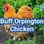 Buff Orpington Chicken: Breed Profile, Eggs & Backyard Care