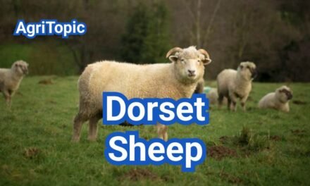 Dorset Sheep Breed: History, Origin, Characteristics & Uses