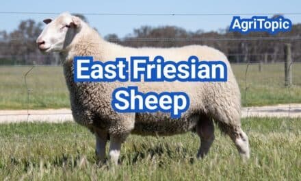 East Friesian Sheep: Characteristics and Milk Production