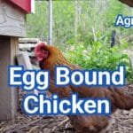 Egg Bound Chicken: Symptoms, Treatment & When to Call a Vet