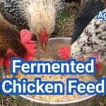 Fermented Chicken Feed Recipes: A Safe Step-by-Step Guide