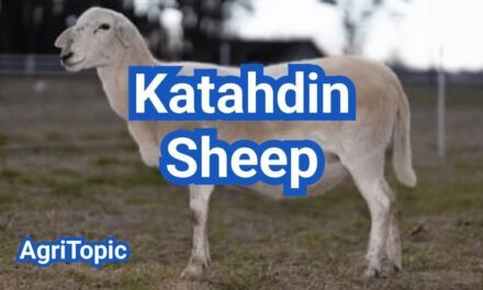 Katahdin Sheep: Low Maintenance Sheep Breed for Perfect Meat