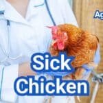 Sick Chicken: Warning Signs & Safe First Steps