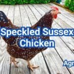 Speckled Sussex Chicken: Breed Traits, Eggs & Care