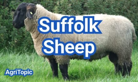 Suffolk Sheep: Fast-Growing & Popular Meat Sheep Breed
